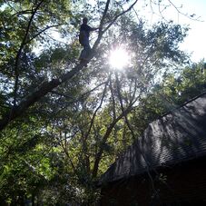A Accurate Economical Tree Experts Service Charlotte Nc A Accurate Economical Tree Experts