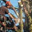 Porch Pro Headshot AA Top Tree Service