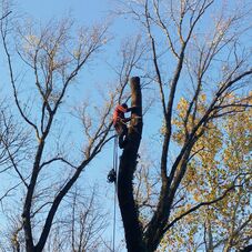 Timber Tree Service Llc Marlton Nj Timber Tree Service Llc Marlton Nj