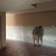 Porch Pro Headshot Carrier Construction Inc