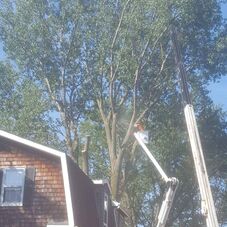 Leopold S Tree Trimming Removal Tree Service Erie Pa Projects Photos Reviews And More Porch