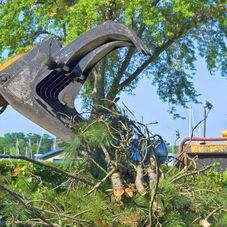 Mark S Quality Tree Care Tree Service Tulsa Ok Projects Photos Reviews And More Porch