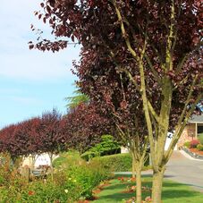 North County Lawn Care Landscaping Company Custer Wa North County Lawn Care Landscaping Company Custer Wa