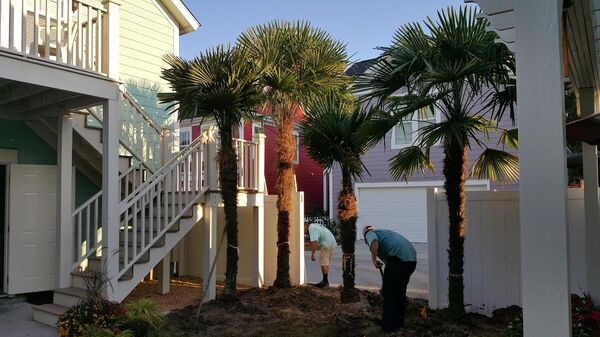 Elite Coastal Landscaping Company North Myrtle Beach Palm Trees